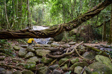 big  vine in Krating Waterfall National Park iat Chantaburi, Thailand 