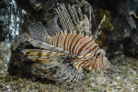 different colorful fishes swimming in aquarium