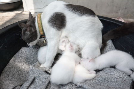 Cat nursing her kittens The cat feeds a kittens  Thai catの写真素材