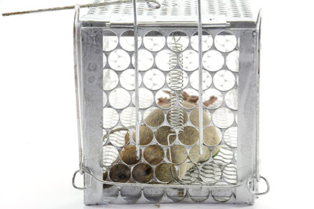 rat in the cage trap in white background 