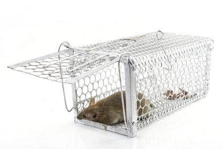 rat in the cage trap in white background 