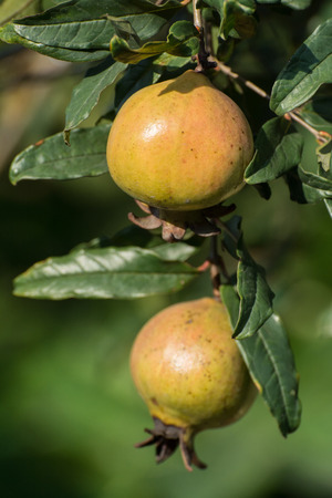 pomegranate on a treeの写真素材