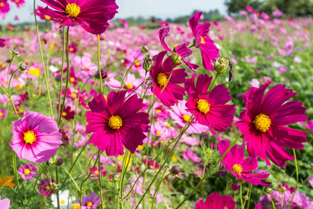 Cosmos flowers field in Boon Rawd Farm, Chiangrai, Thailandの写真素材