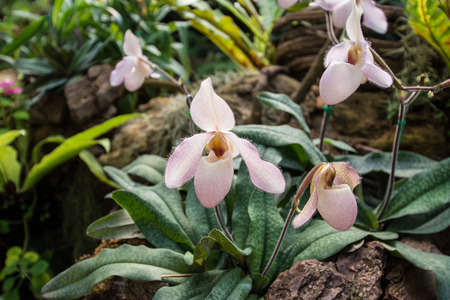 orchid in nature backgroundの写真素材