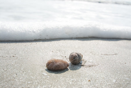 Sea cucumbers on the sand