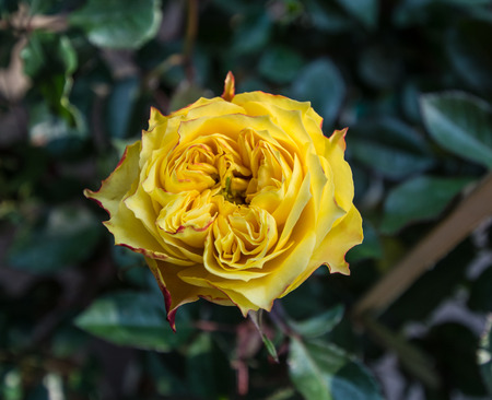 yellow roses close up. Background.の写真素材