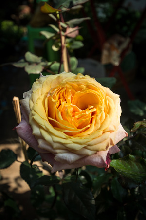 yellow roses close up. Background.の写真素材