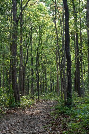 Small trail in a dense forest,Huai Kha Khaeng Wildlife Sanctuaryの写真素材