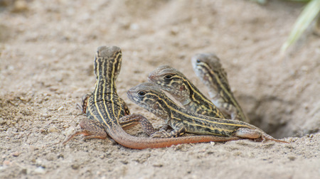 Butterfly Agama Lizard (Leiolepis Cuvier) , thailandの写真素材