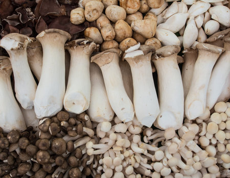 many mushroomsの写真素材