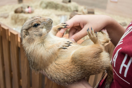 Wild chipmunk playing with woman hand.の写真素材