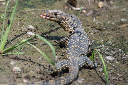 little Varanus salvator