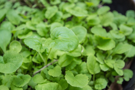 Chinese cabbage in a vegetable garden.の写真素材