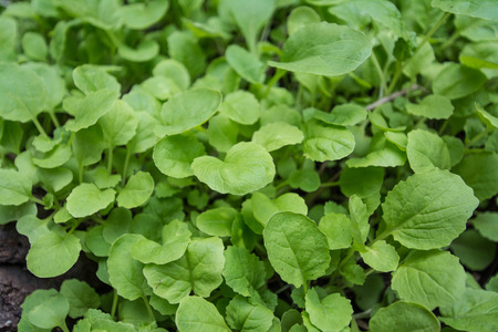 Chinese cabbage in a vegetable garden.の写真素材