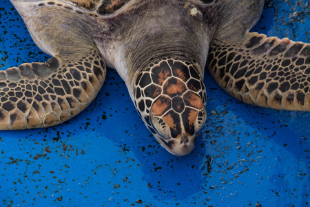 turtle on concrete floorの写真素材