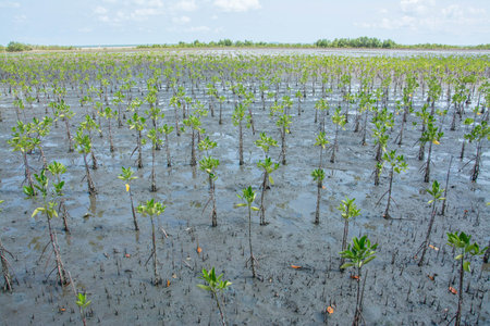 little mangrove trees showing root in the forrest, Thailandの写真素材