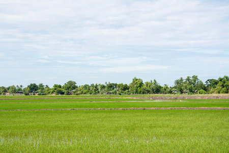 Rice field green grass  with  Sugar palmの写真素材