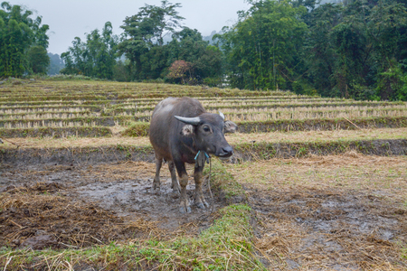 Buffalo in rice terraces field in Mae Klang Luang , Mae Chaem, Chiang Mai, Thailandの写真素材