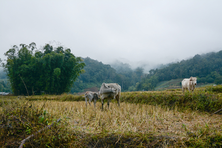 cow in rice terraces field in Mae Klang Luang , Mae Chaem, Chiang Mai, Thailandの写真素材