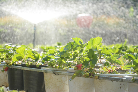 Strawberry fields with irrigation systems in Chiangmai ,lthailandの写真素材