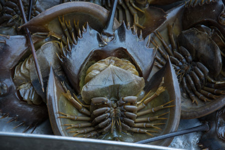 horseshoe crab