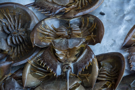 horseshoe crab