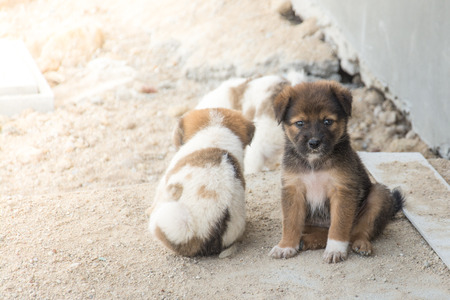 Cute  puppy Thai dog,Thailandの写真素材