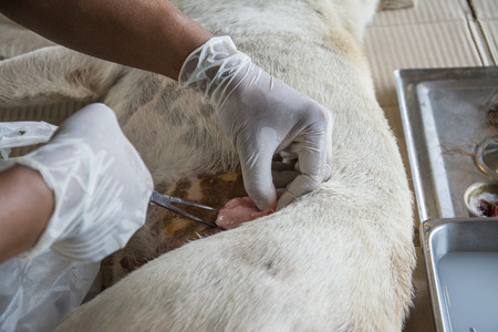 Sterilization of animals, veterinary surgery. Sterilization by veterinarians in the dog.の写真素材
