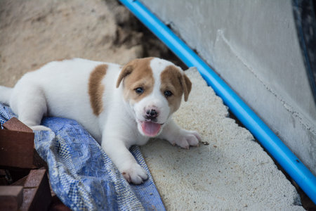 Cute puppy Thai dog, Thailand