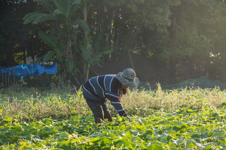 farmer picking vegetable  in the morning, green vegetable garden in Pua district,the  northern of Thailandの写真素材