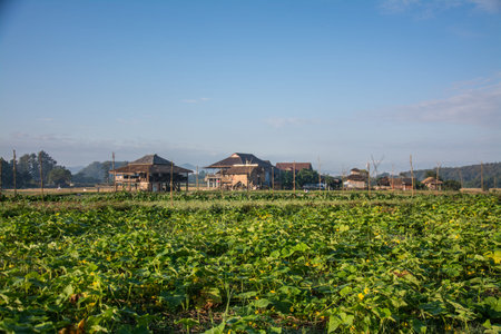 village with green vegetable garden in Pua ,the  northern of Thailandの写真素材