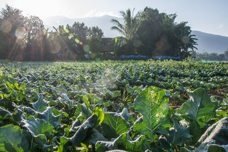 sunrise with green vegetable garden in Pua ,the  northern of Thailandの写真素材