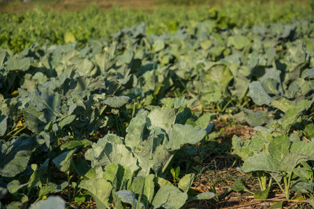  green vegetable garden in Pua ,the  northern of Thailand