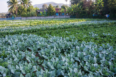 green vegetable garden in Pua ,the  northern of Thailandの写真素材