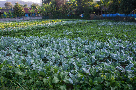  green vegetable garden in Pua ,the  northern of Thailandの写真素材