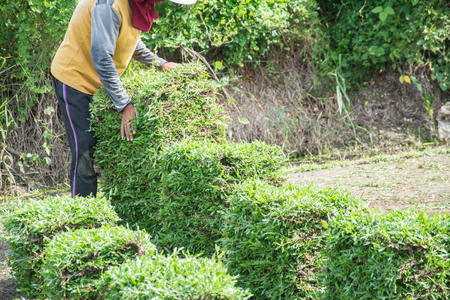 Harvesting sod or turf to be sold commerciallyの写真素材