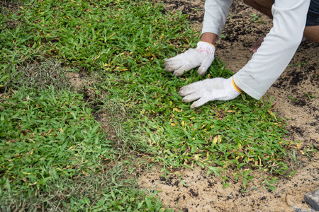 Planting grass sheet  on ground, Installing Natural Grass Turfsの写真素材