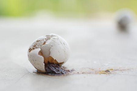 Eggs and eggshell cracked on the cement floorの写真素材