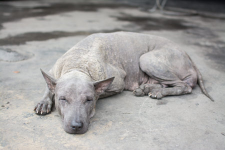 leprosy Thai dog sleep on concrete floor