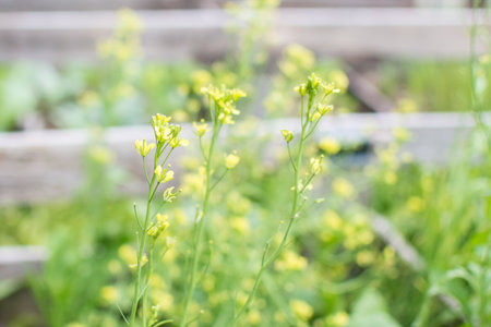 Chinese Mustard yellow flower in gardenの写真素材