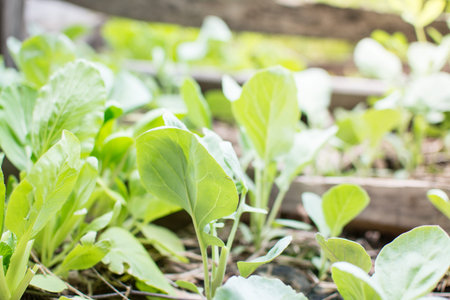 Chinese Mustard Green vegetable planting with soil