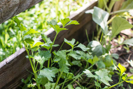 celery plantation (leaf vegetable) in the vegetable gardenの写真素材