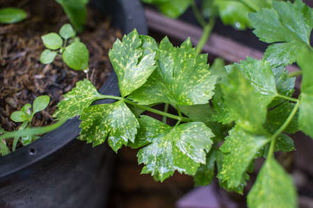 celery plantation (leaf vegetable) in the vegetable gardenの写真素材