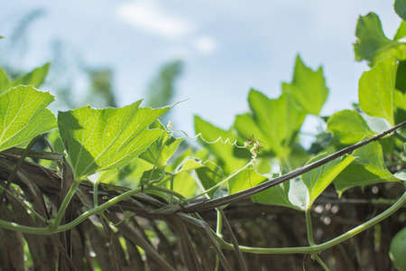 calabash plant with blue sky in the gardenの写真素材