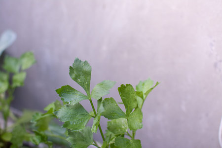 celery plantation (leaf vegetable) in the vegetable garden