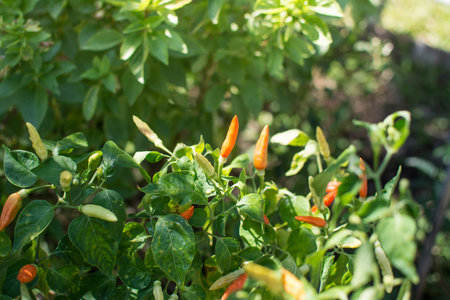 karen pepper growing in the garden
