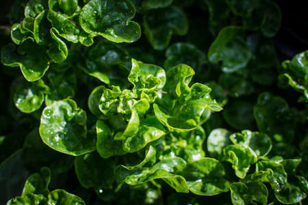 watercress in vegetable gardenの写真素材