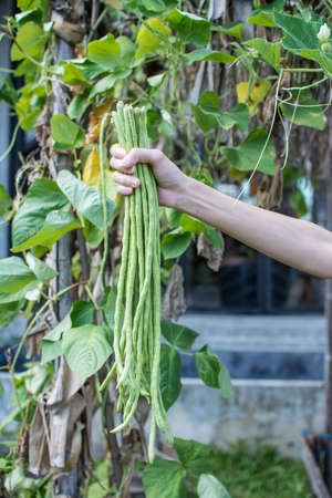 woman hands picking green Lentil  in vegetable gardenの写真素材