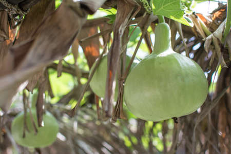 vegetable plot calabash plant in gardenの写真素材