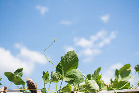 Lentil plant creep in the garden with blue skyの写真素材